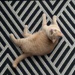 Доріжка Flex 19652/80